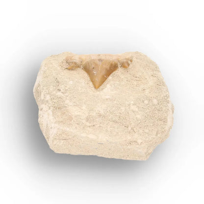 Get your Otodus Obliquus Shark Tooth Fossil Display online now or in store at Forever Gems in Franschhoek, South Africa