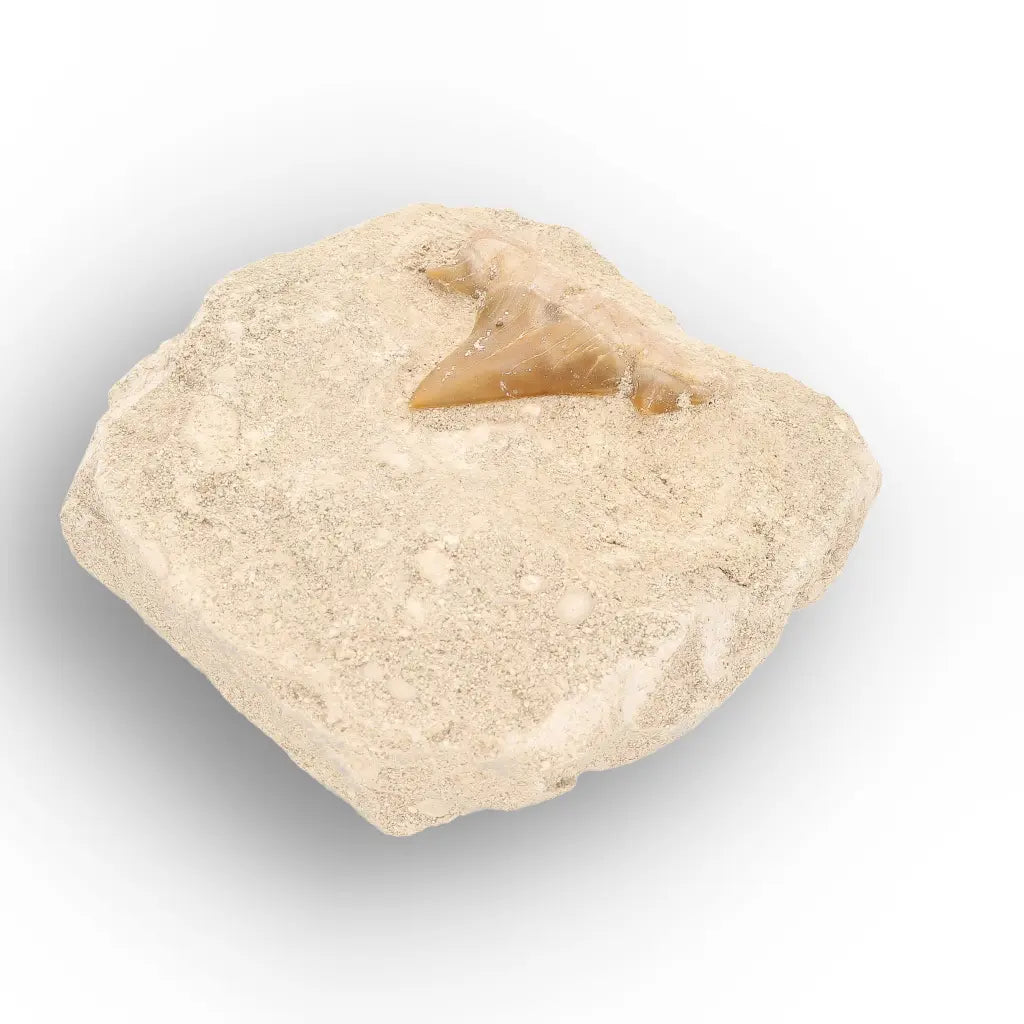 Get your Otodus Obliquus Shark Tooth Fossil Display online now or in store at Forever Gems in Franschhoek, South Africa