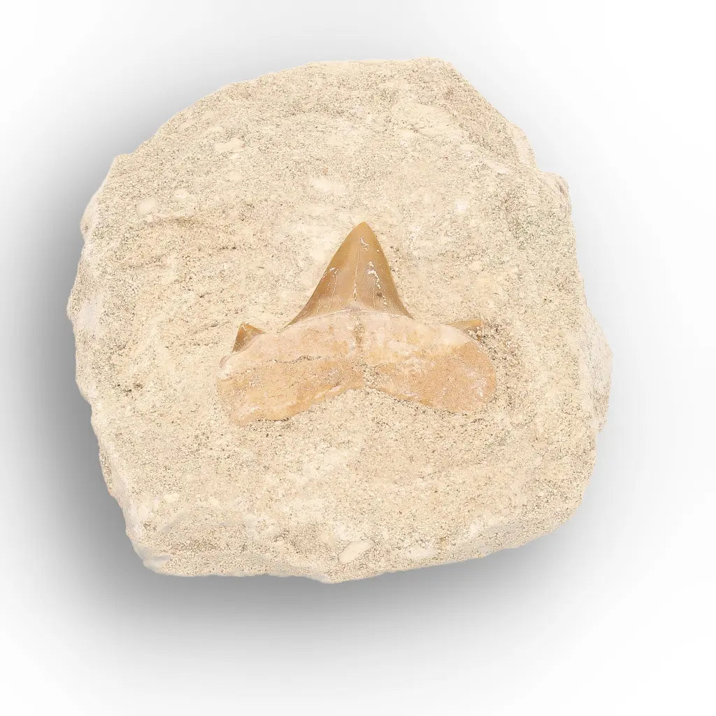 Get your Otodus Obliquus Shark Tooth Fossil Display online now or in store at Forever Gems in Franschhoek, South Africa