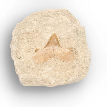 Get your Otodus Obliquus Shark Tooth Fossil Display online now or in store at Forever Gems in Franschhoek, South Africa