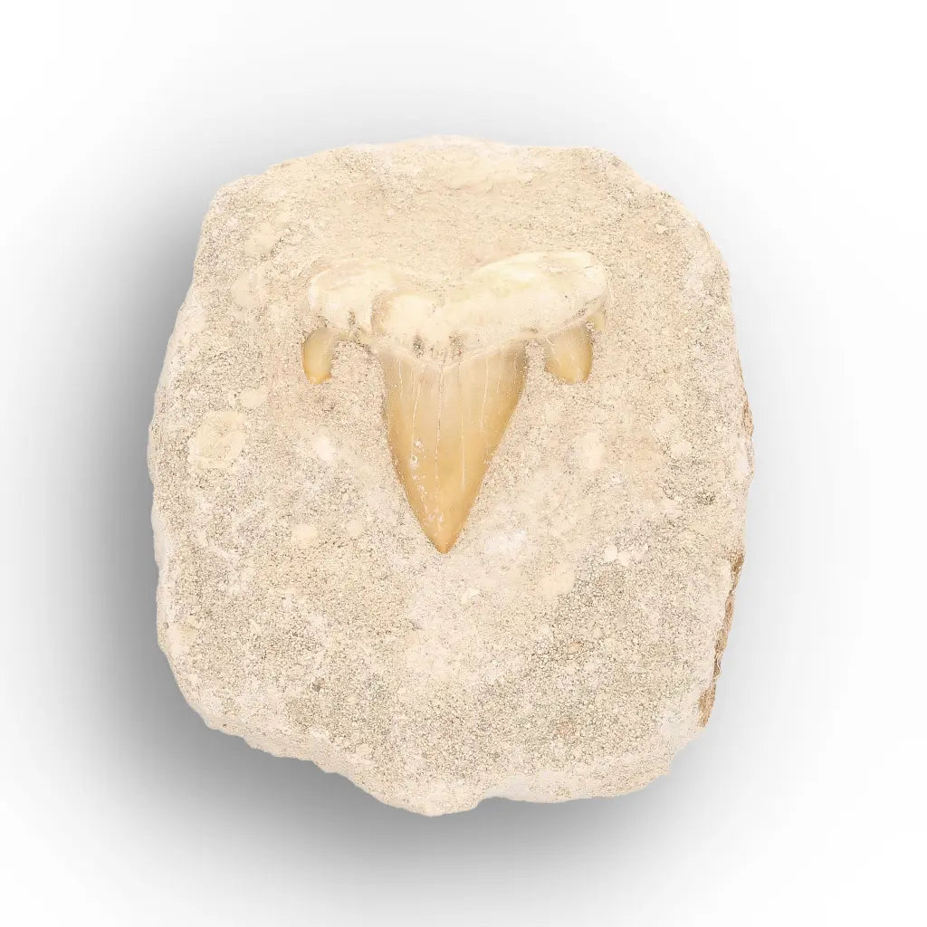 Get your Otodus Obliquus Fossil Tooth on Matrix online now or in store at Forever Gems in Franschhoek, South Africa