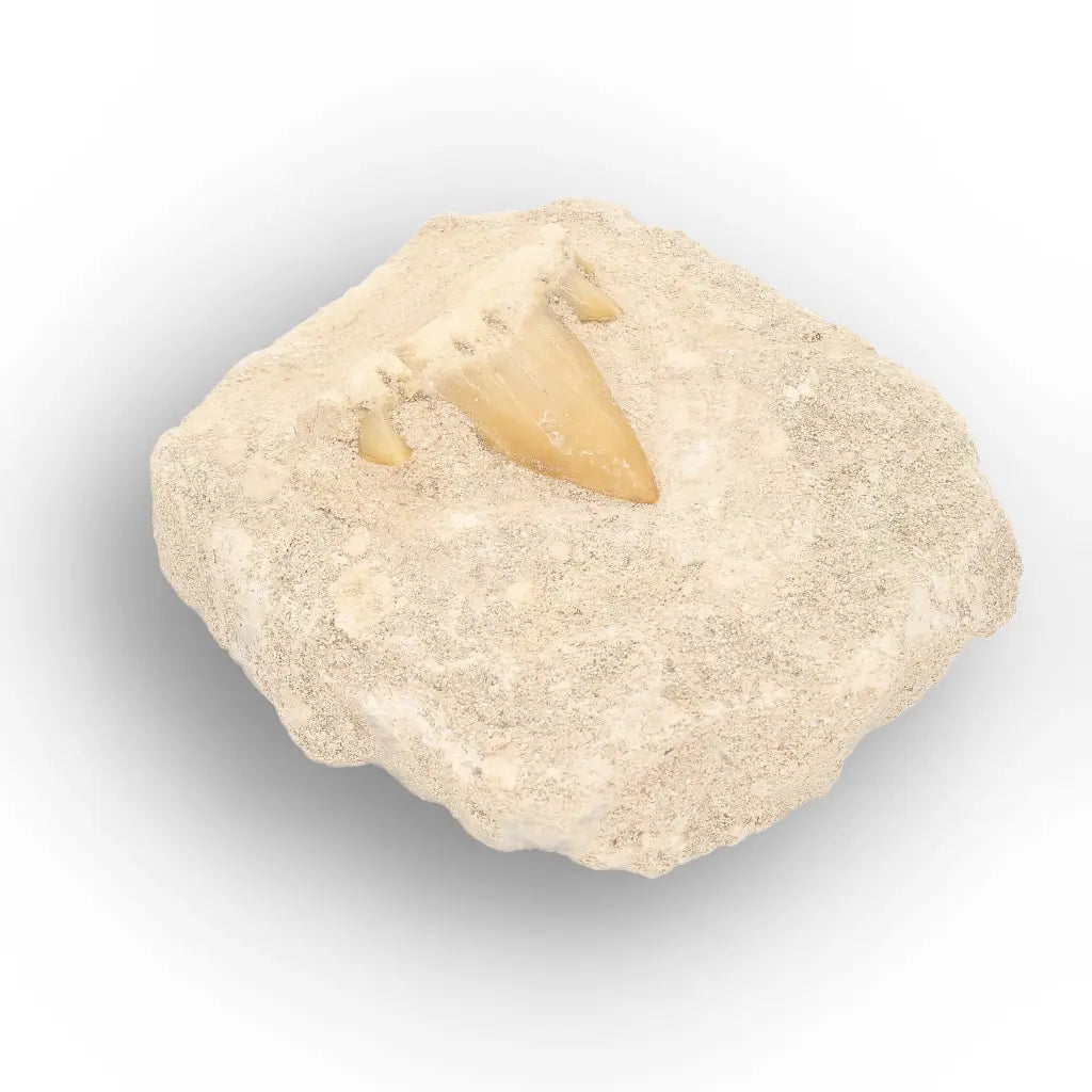 Get your Otodus Obliquus Fossil Tooth on Matrix online now or in store at Forever Gems in Franschhoek, South Africa
