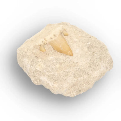 Get your Otodus Obliquus Fossil Tooth on Matrix online now or in store at Forever Gems in Franschhoek, South Africa