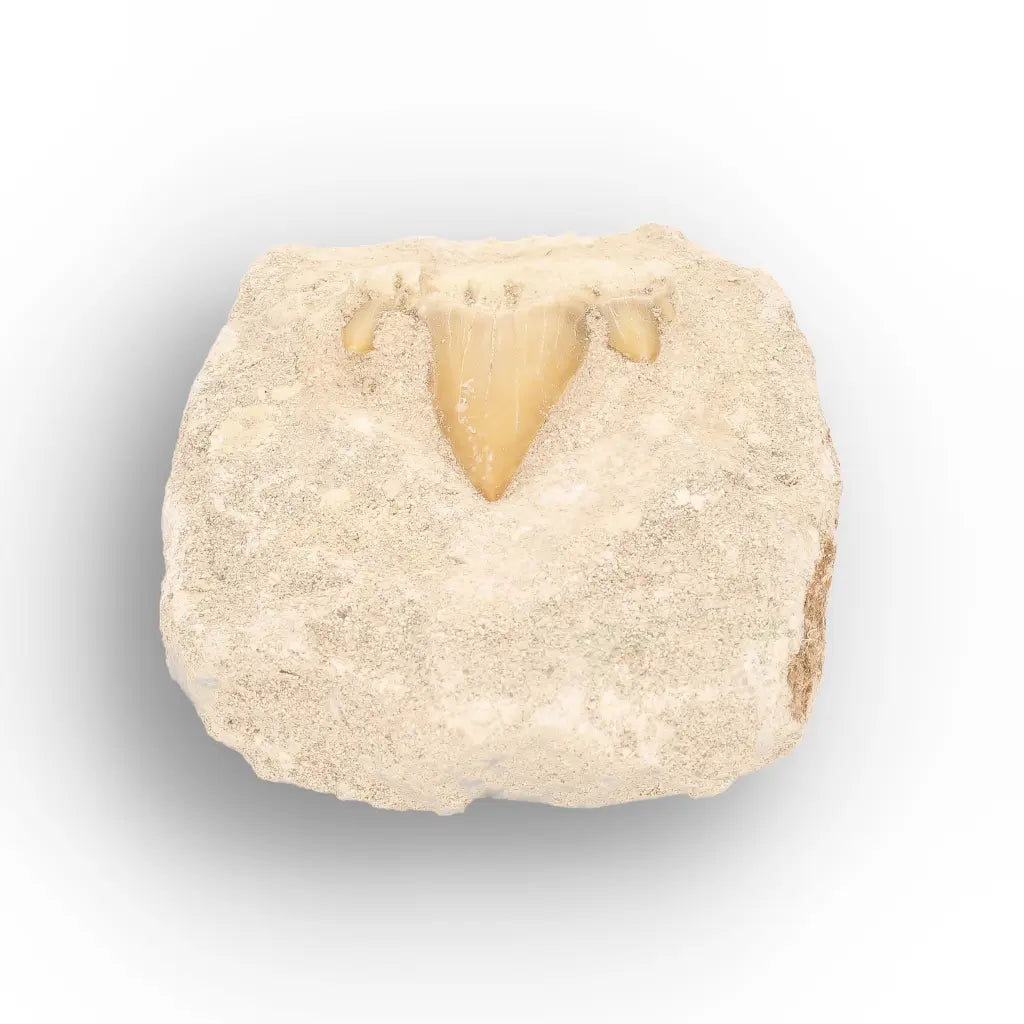 Get your Otodus Obliquus Fossil Tooth on Matrix online now or in store at Forever Gems in Franschhoek, South Africa