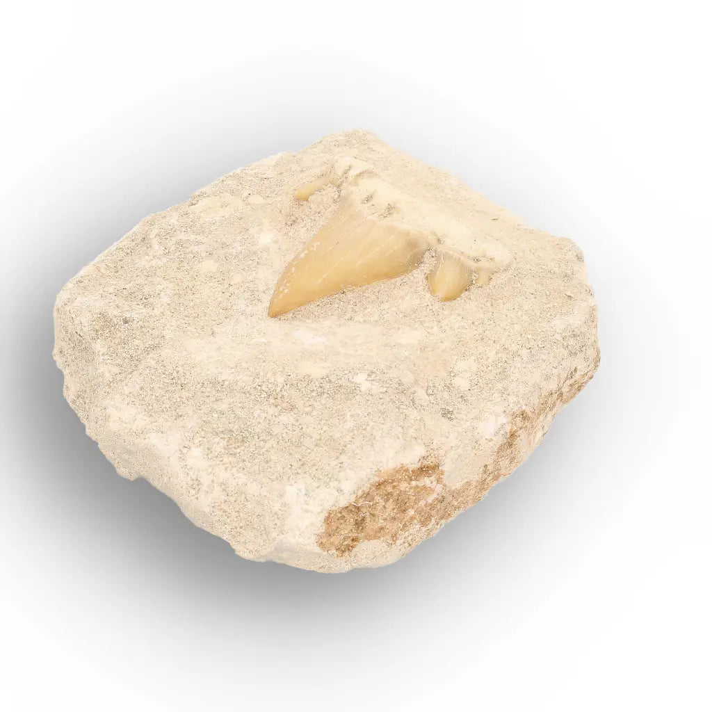 Get your Otodus Obliquus Fossil Tooth on Matrix online now or in store at Forever Gems in Franschhoek, South Africa