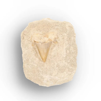 Get your Otodus Obliquus Shark Tooth on Matrix online now or in store at Forever Gems in Franschhoek, South Africa