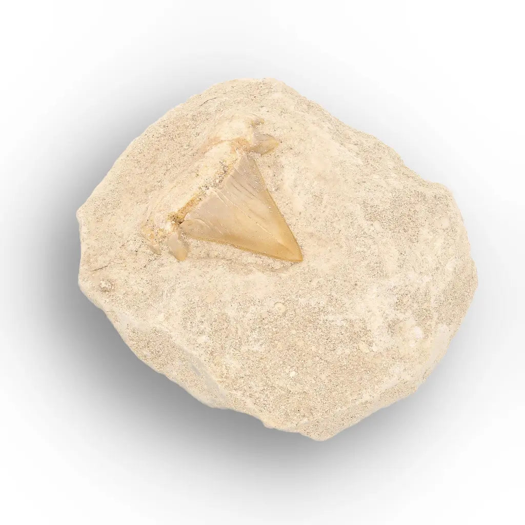 Get your Otodus Obliquus Shark Tooth on Matrix online now or in store at Forever Gems in Franschhoek, South Africa