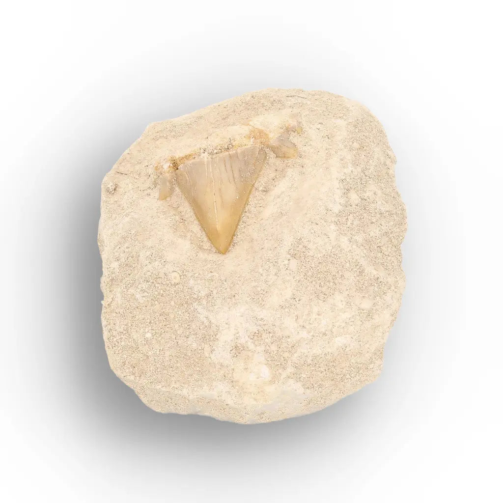 Get your Otodus Obliquus Shark Tooth on Matrix online now or in store at Forever Gems in Franschhoek, South Africa