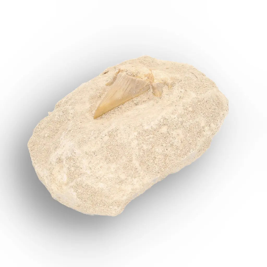 Get your Otodus Obliquus Shark Tooth on Matrix online now or in store at Forever Gems in Franschhoek, South Africa