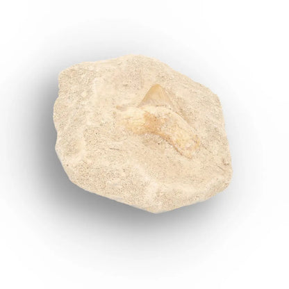 Get your Otodus Obliquus Shark Tooth on Matrix online now or in store at Forever Gems in Franschhoek, South Africa