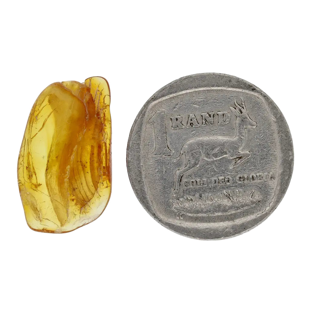 Get your Genuine Baltic Amber: Ancient Insect Time Capsule online now or in store at Forever Gems in Franschhoek, South Africa