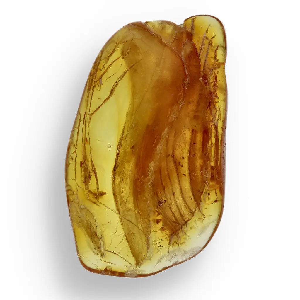 Get your Genuine Baltic Amber: Ancient Insect Time Capsule online now or in store at Forever Gems in Franschhoek, South Africa