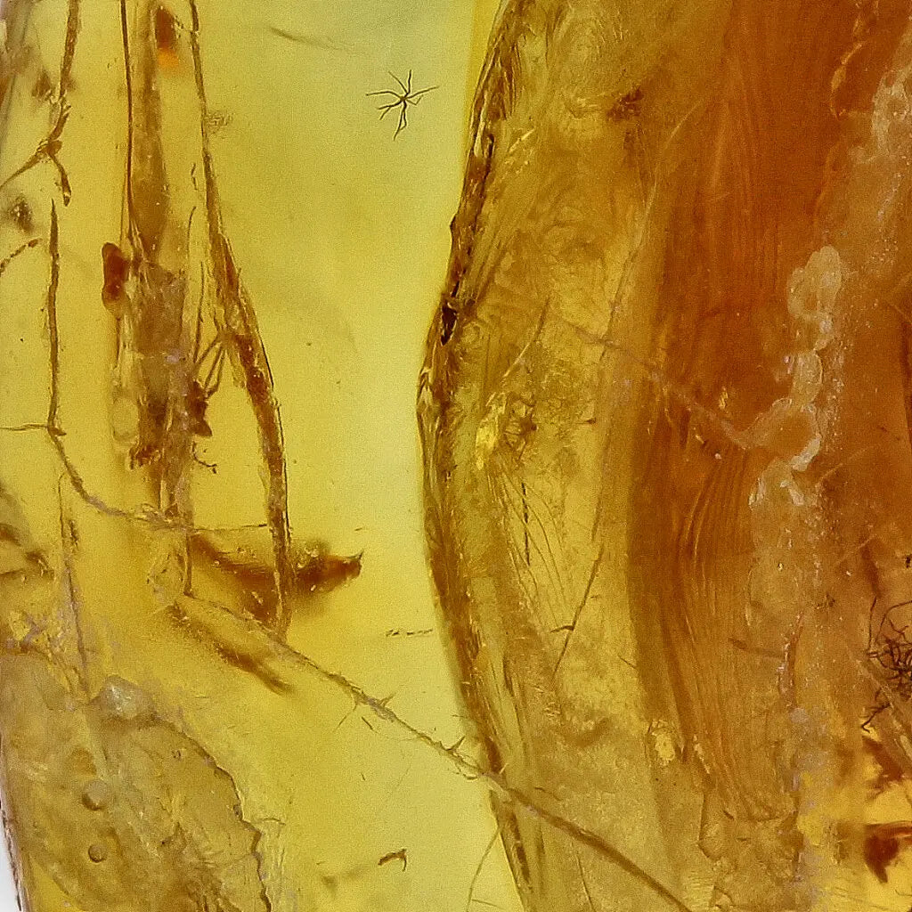 Get your Genuine Baltic Amber: Ancient Insect Time Capsule online now or in store at Forever Gems in Franschhoek, South Africa