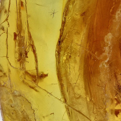 Get your Genuine Baltic Amber: Ancient Insect Time Capsule online now or in store at Forever Gems in Franschhoek, South Africa