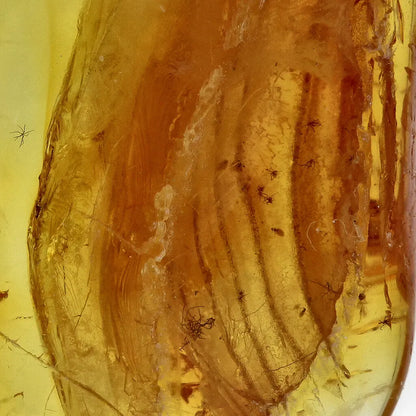 Get your Genuine Baltic Amber: Ancient Insect Time Capsule online now or in store at Forever Gems in Franschhoek, South Africa