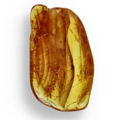 Get your Genuine Baltic Amber: Ancient Insect Time Capsule online now or in store at Forever Gems in Franschhoek, South Africa