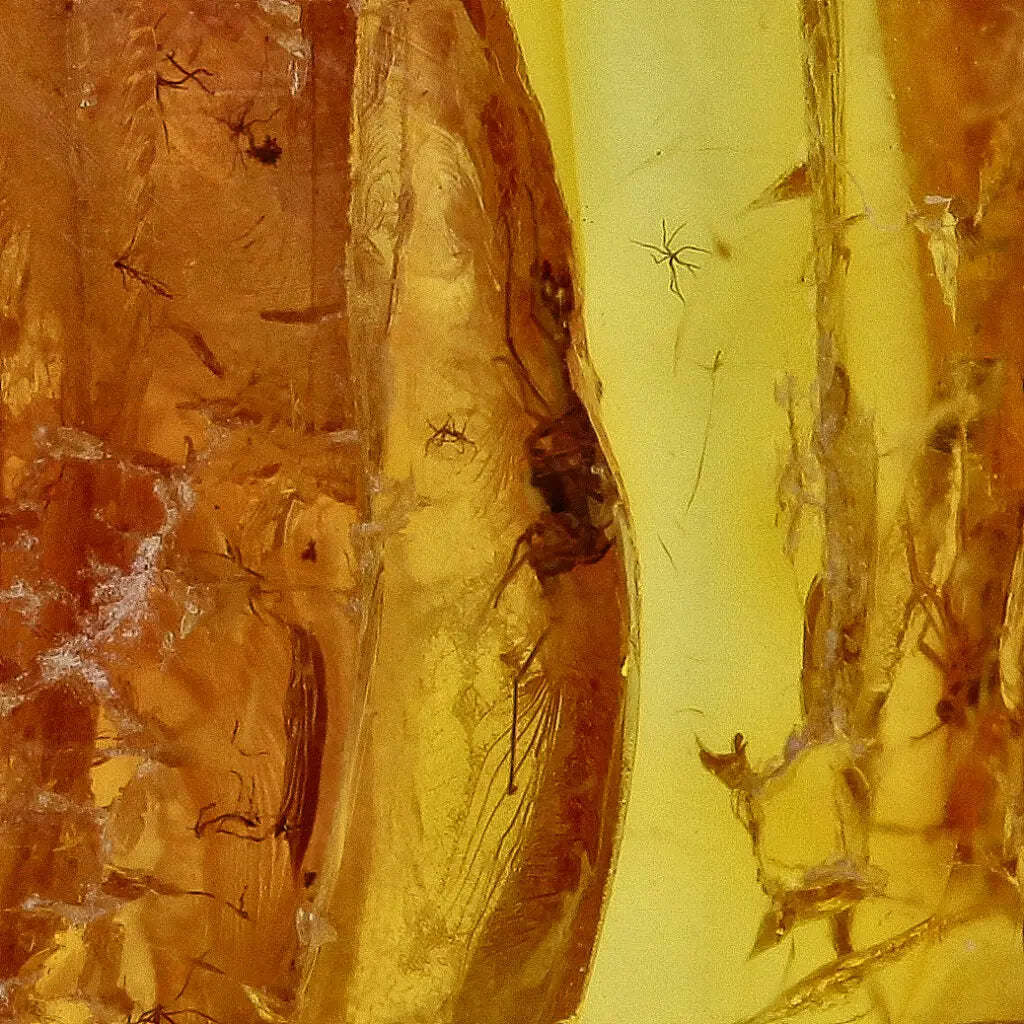 Get your Genuine Baltic Amber: Ancient Insect Time Capsule online now or in store at Forever Gems in Franschhoek, South Africa