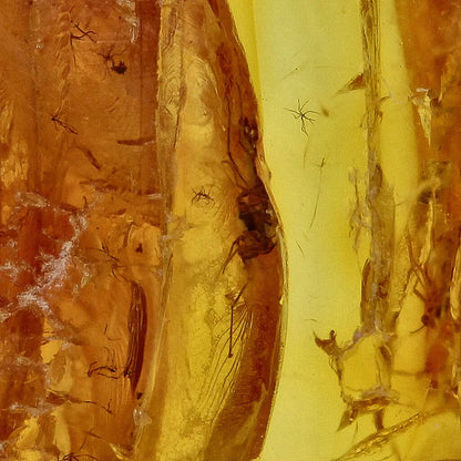 Get your Genuine Baltic Amber: Ancient Insect Time Capsule online now or in store at Forever Gems in Franschhoek, South Africa