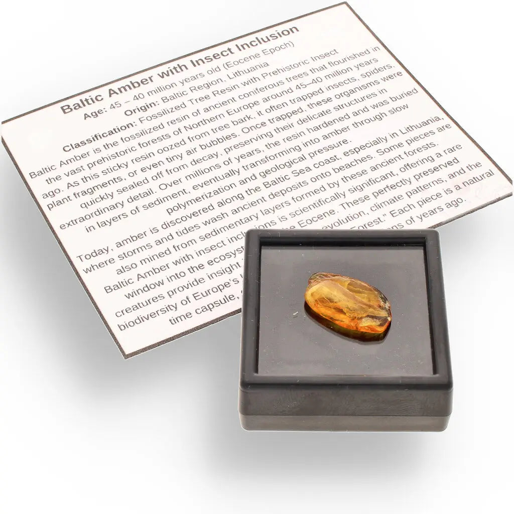 Get your Genuine Baltic Amber: Ancient Insect Time Capsule online now or in store at Forever Gems in Franschhoek, South Africa