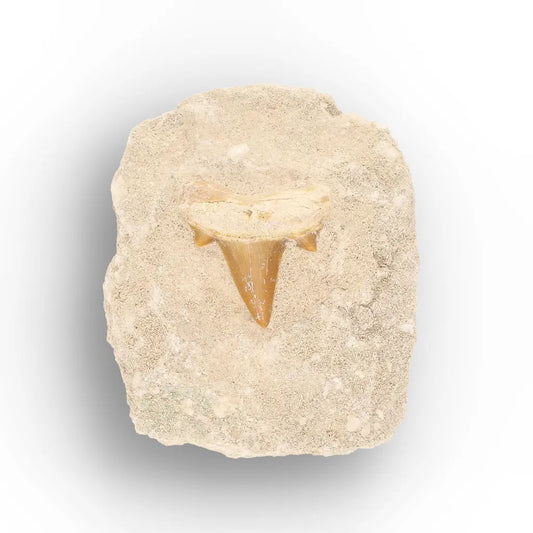 Get your Collector’s Small Otodus Obliquus Shark Tooth on Matrix – Moroccan Fossil online now or in store at Forever Gems in Franschhoek, South Africa