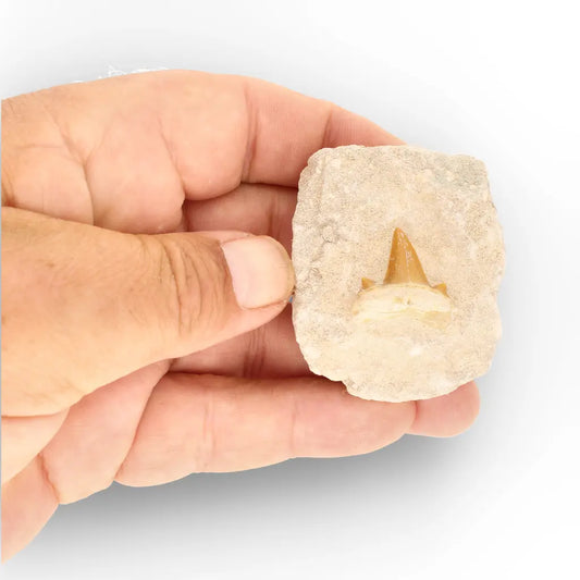Get your Collector’s Small Otodus Obliquus Shark Tooth on Matrix – Moroccan Fossil online now or in store at Forever Gems in Franschhoek, South Africa