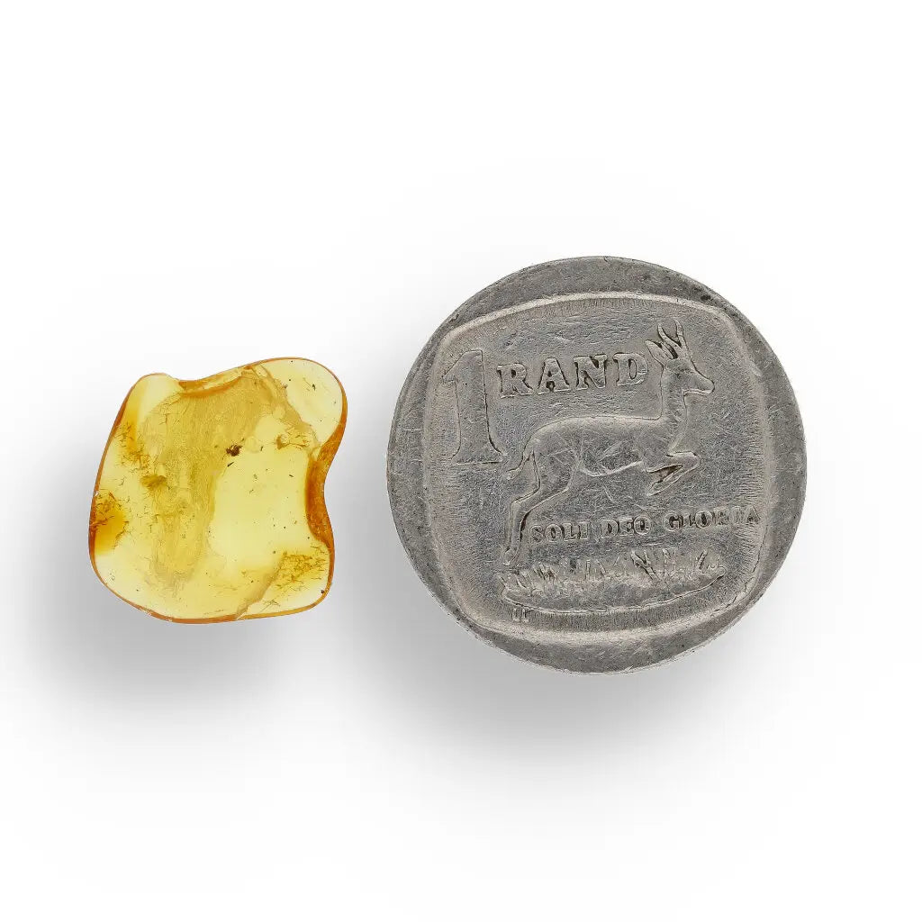 Get your Authentic Baltic Amber - Eocene Insect Encased online now or in store at Forever Gems in Franschhoek, South Africa