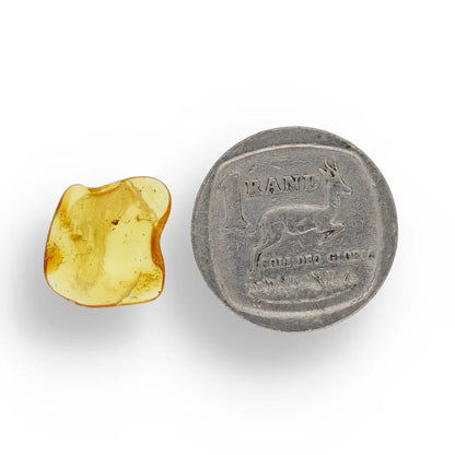 Get your Authentic Baltic Amber - Eocene Insect Encased online now or in store at Forever Gems in Franschhoek, South Africa