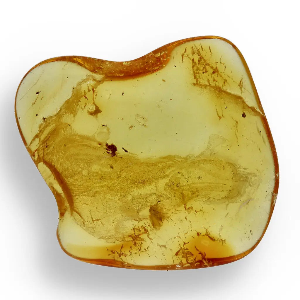 Get your Authentic Baltic Amber - Eocene Insect Encased online now or in store at Forever Gems in Franschhoek, South Africa