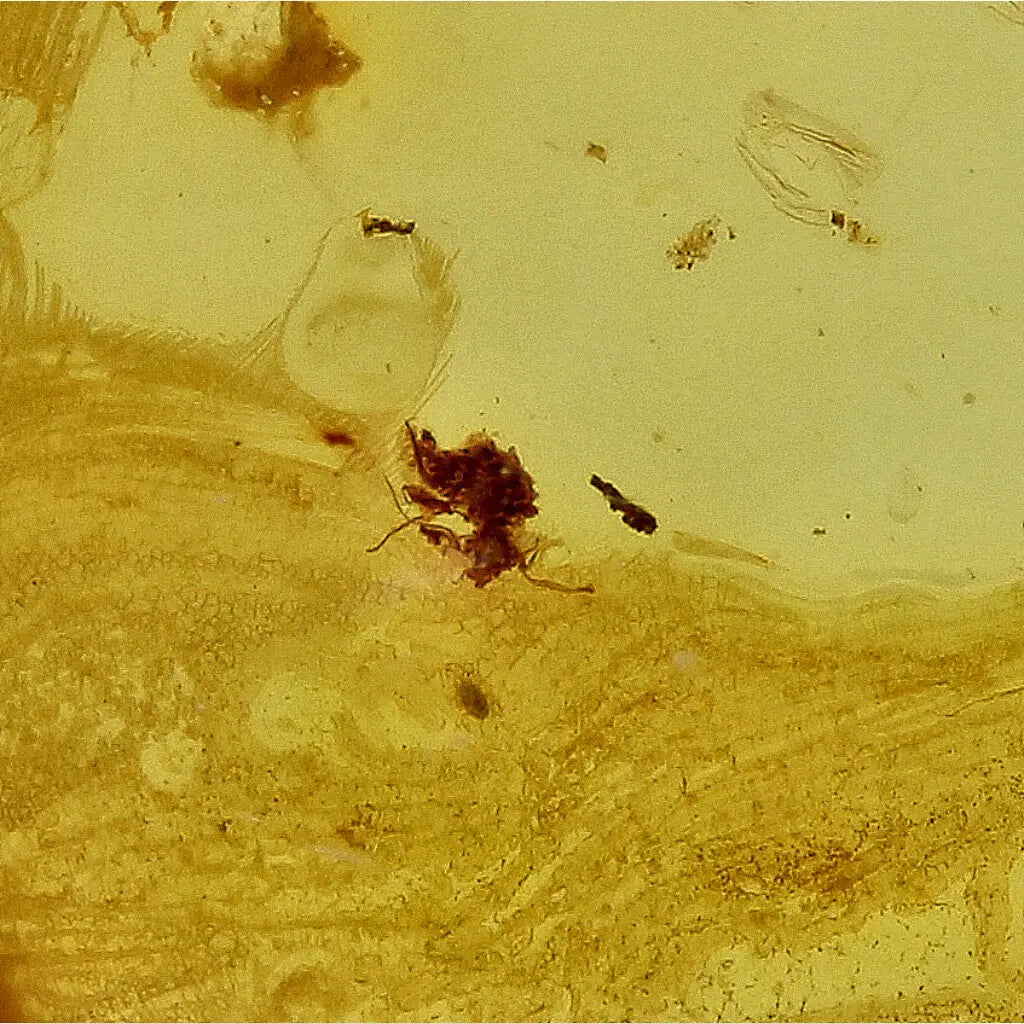 Get your Authentic Baltic Amber - Eocene Insect Encased online now or in store at Forever Gems in Franschhoek, South Africa