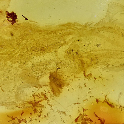 Get your Authentic Baltic Amber - Eocene Insect Encased online now or in store at Forever Gems in Franschhoek, South Africa