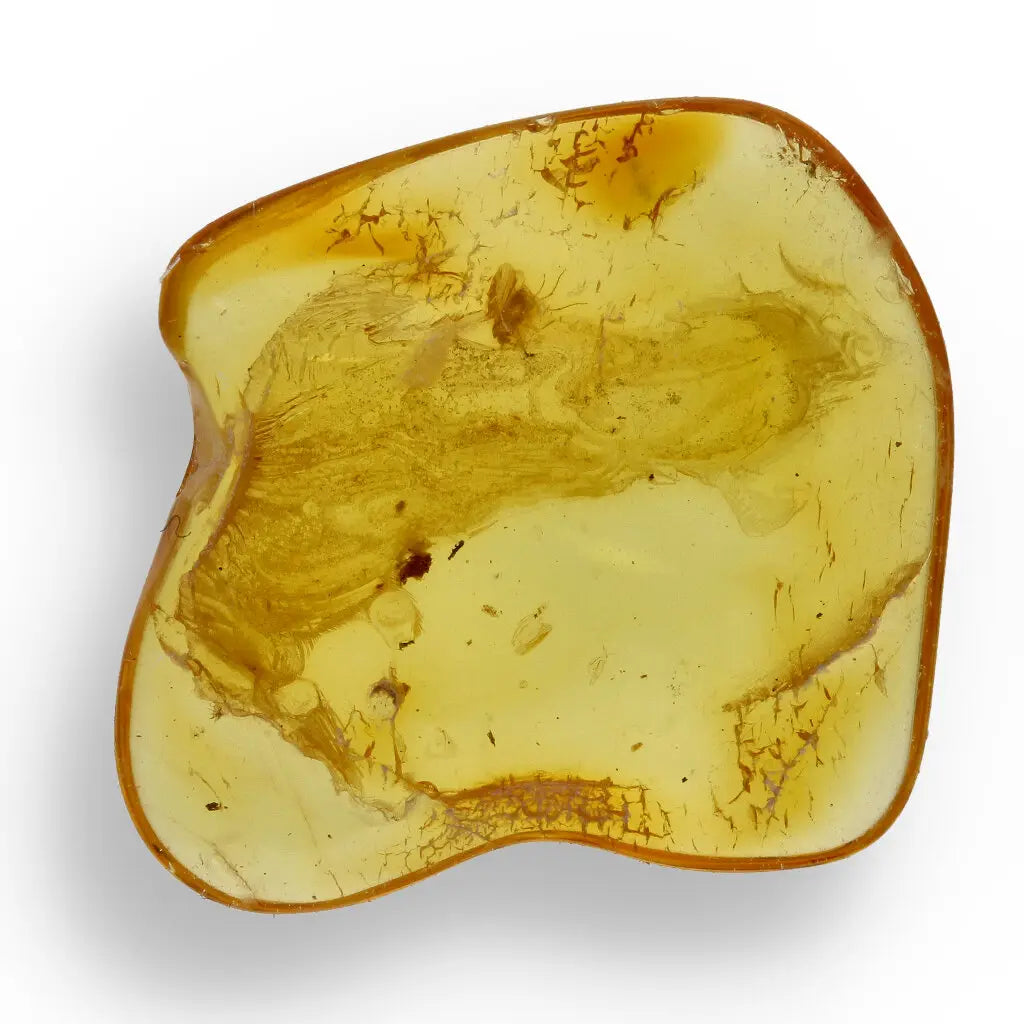 Get your Authentic Baltic Amber - Eocene Insect Encased online now or in store at Forever Gems in Franschhoek, South Africa