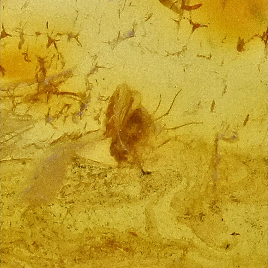 Get your Authentic Baltic Amber - Eocene Insect Encased online now or in store at Forever Gems in Franschhoek, South Africa