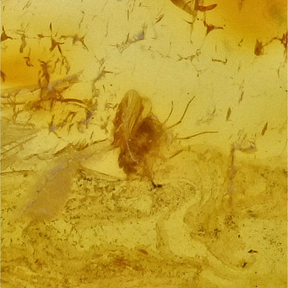 Get your Authentic Baltic Amber - Eocene Insect Encased online now or in store at Forever Gems in Franschhoek, South Africa