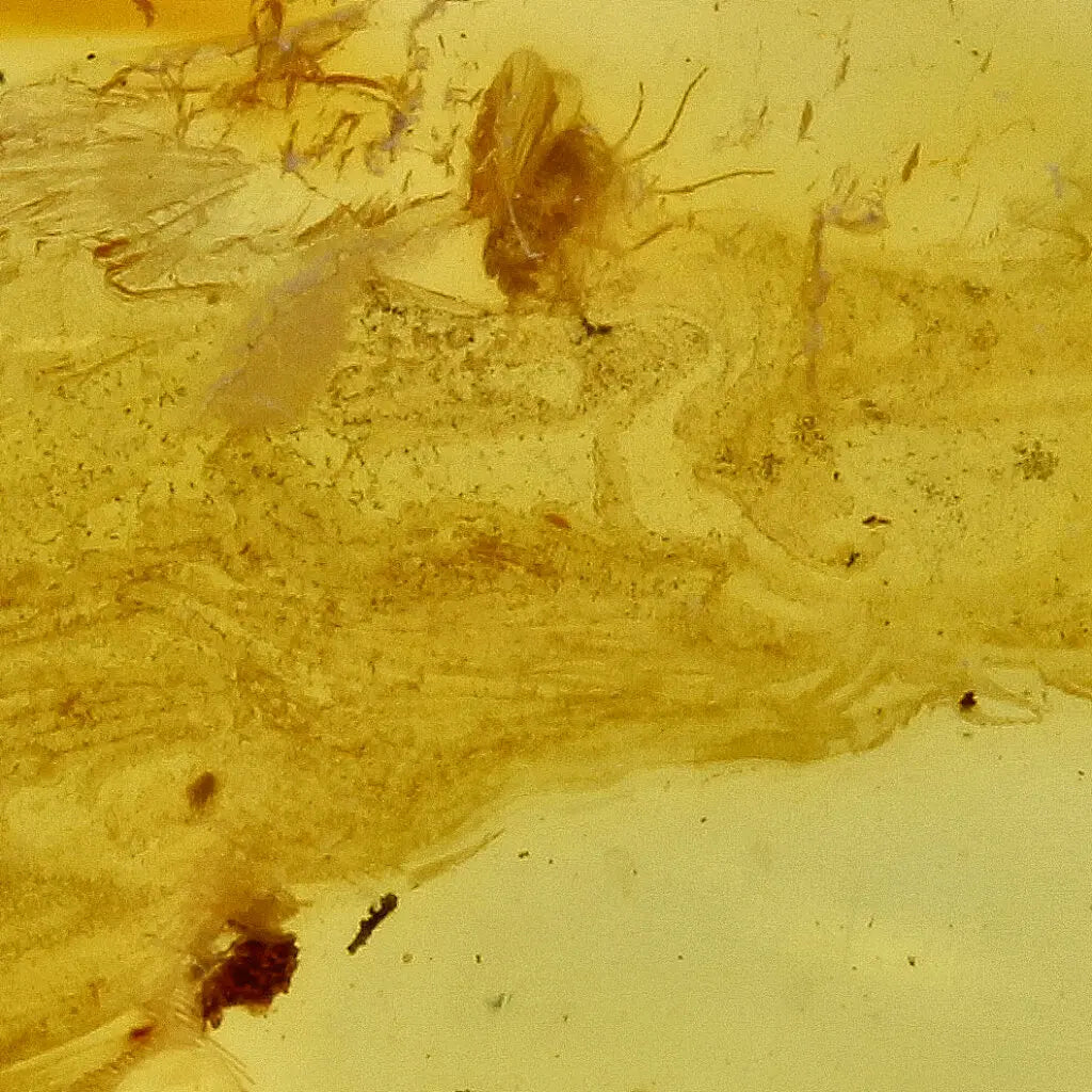 Get your Authentic Baltic Amber - Eocene Insect Encased online now or in store at Forever Gems in Franschhoek, South Africa