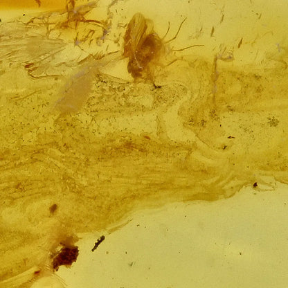 Get your Authentic Baltic Amber - Eocene Insect Encased online now or in store at Forever Gems in Franschhoek, South Africa