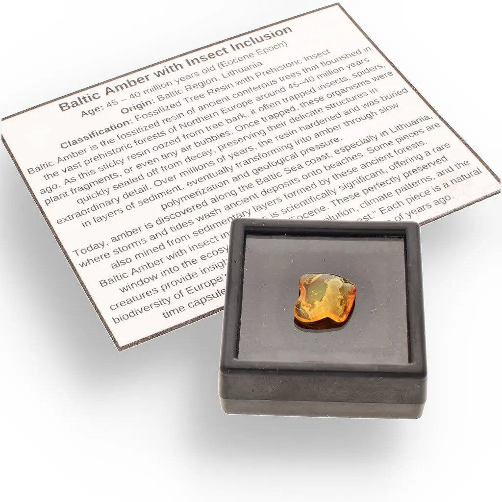 Get your Authentic Baltic Amber - Eocene Insect Encased online now or in store at Forever Gems in Franschhoek, South Africa