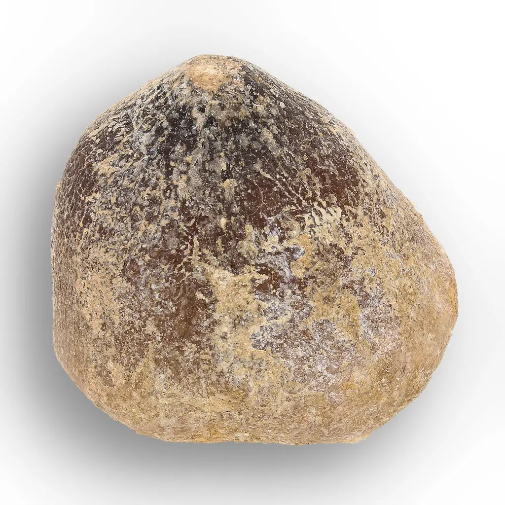 Get your Globidens Mosasaur Tooth from Morocco - Cretaceous Crusher online now or in store at Forever Gems in Franschhoek, South Africa