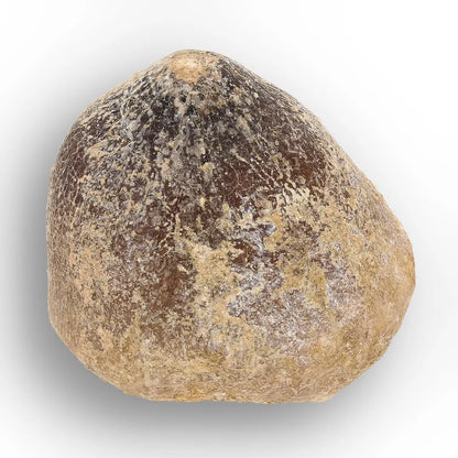 Get your Globidens Mosasaur Tooth from Morocco - Cretaceous Crusher online now or in store at Forever Gems in Franschhoek, South Africa