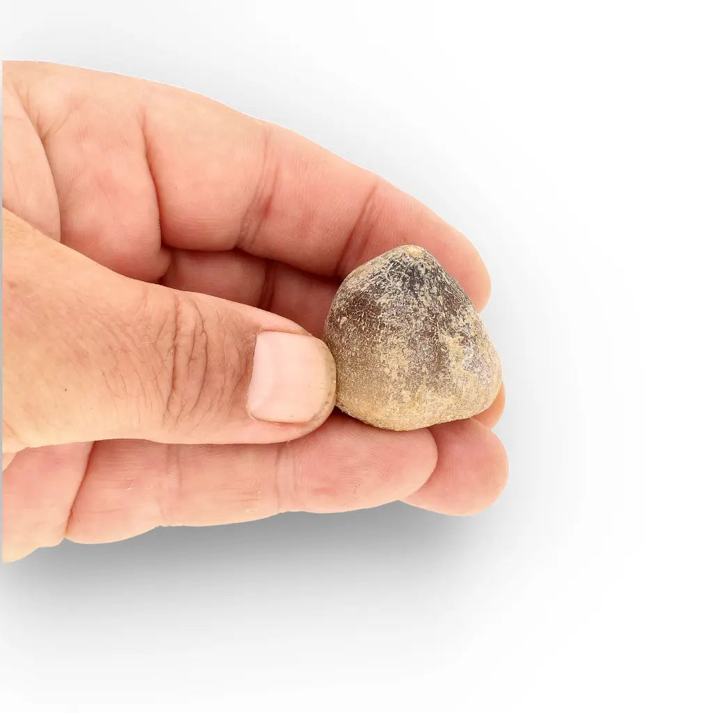 Get your Globidens Mosasaur Tooth from Morocco - Cretaceous Crusher online now or in store at Forever Gems in Franschhoek, South Africa