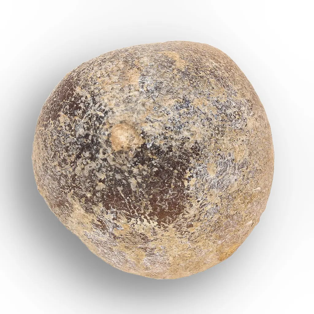 Get your Globidens Mosasaur Tooth from Morocco - Cretaceous Crusher online now or in store at Forever Gems in Franschhoek, South Africa
