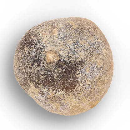 Get your Globidens Mosasaur Tooth from Morocco - Cretaceous Crusher online now or in store at Forever Gems in Franschhoek, South Africa