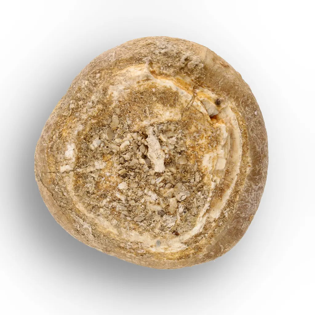 Get your Globidens Mosasaur Tooth from Morocco - Cretaceous Crusher online now or in store at Forever Gems in Franschhoek, South Africa
