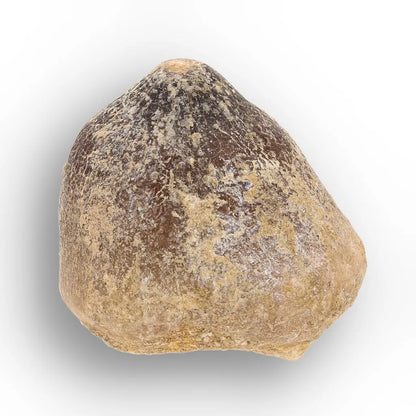 Get your Globidens Mosasaur Tooth from Morocco - Cretaceous Crusher online now or in store at Forever Gems in Franschhoek, South Africa