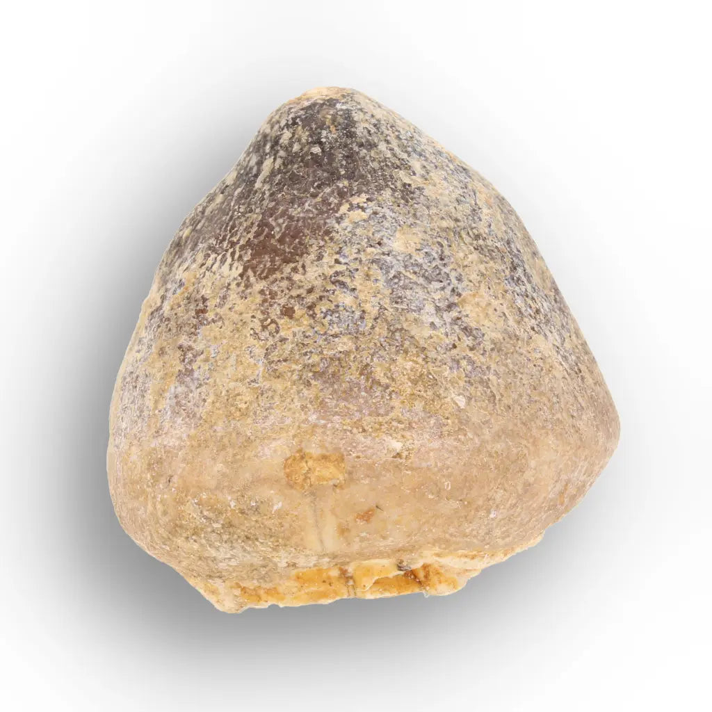 Get your Globidens Mosasaur Tooth from Morocco - Cretaceous Crusher online now or in store at Forever Gems in Franschhoek, South Africa