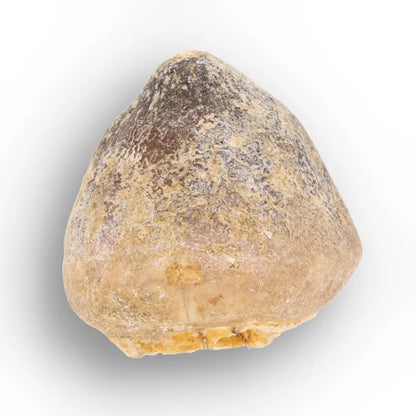 Get your Globidens Mosasaur Tooth from Morocco - Cretaceous Crusher online now or in store at Forever Gems in Franschhoek, South Africa