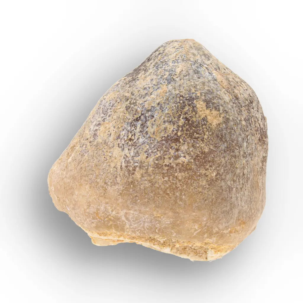Get your Globidens Mosasaur Tooth from Morocco - Cretaceous Crusher online now or in store at Forever Gems in Franschhoek, South Africa