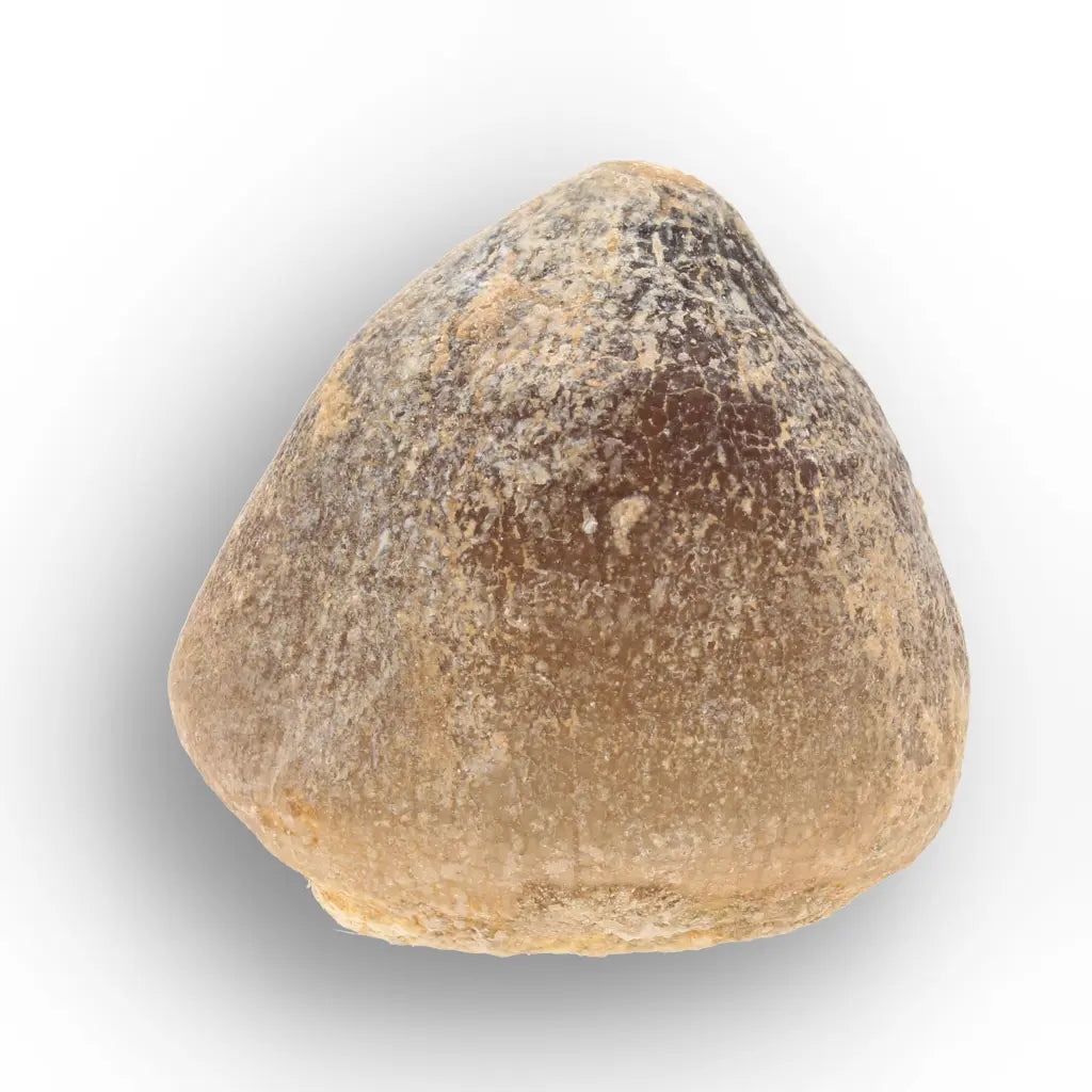Get your Globidens Mosasaur Tooth from Morocco - Cretaceous Crusher online now or in store at Forever Gems in Franschhoek, South Africa