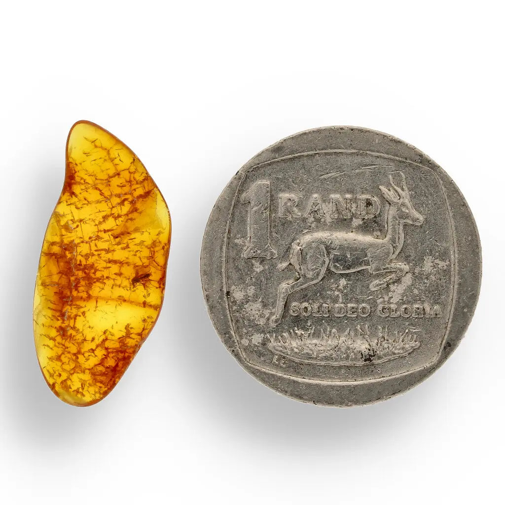 Get your Real Baltic Amber Fossil with Insect Inside online now or in store at Forever Gems in Franschhoek, South Africa
