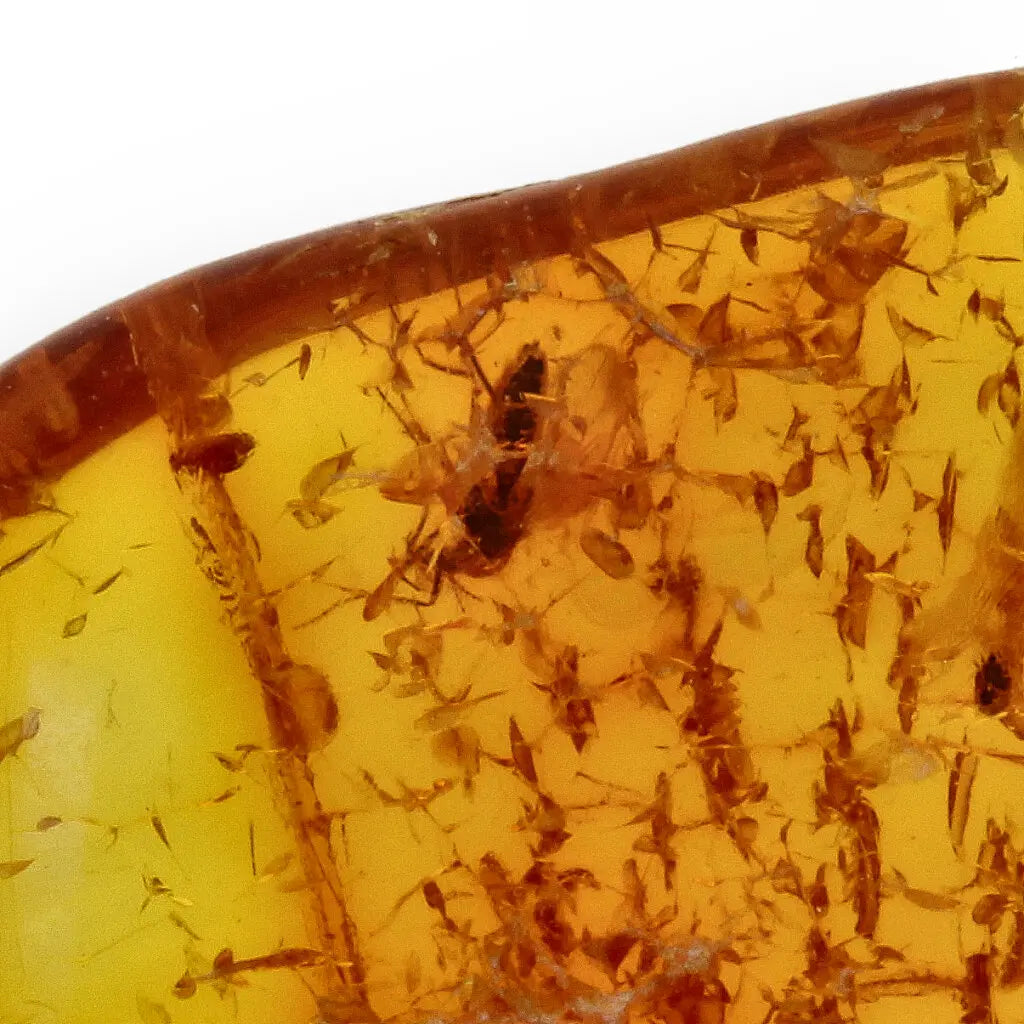 Get your Real Baltic Amber Fossil with Insect Inside online now or in store at Forever Gems in Franschhoek, South Africa