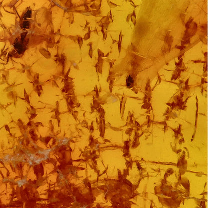 Get your Real Baltic Amber Fossil with Insect Inside online now or in store at Forever Gems in Franschhoek, South Africa